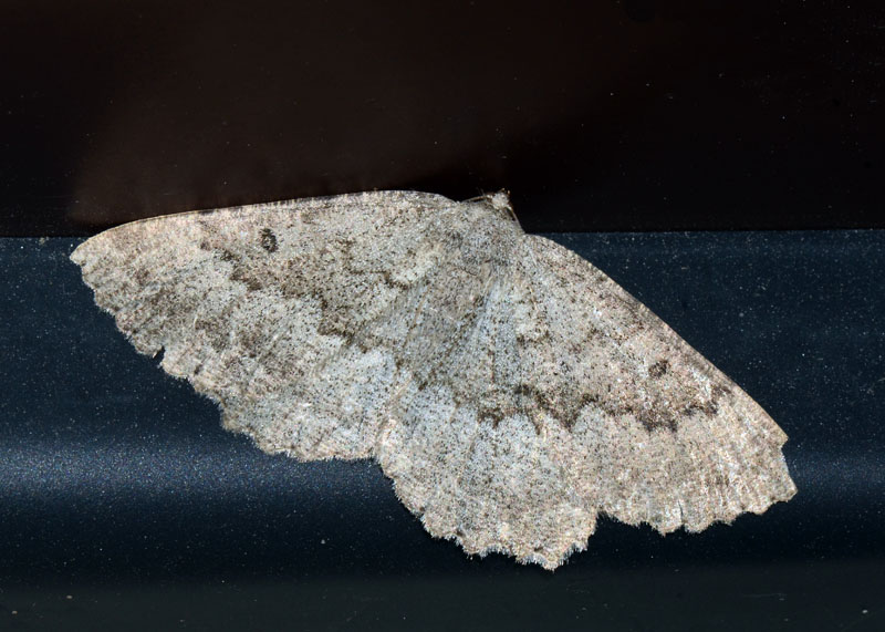 Eterocero da determinare